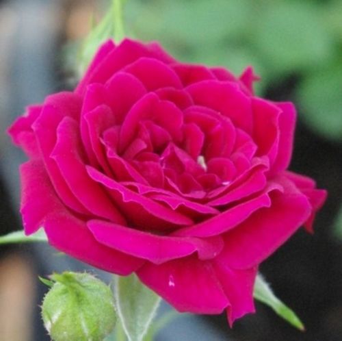 E-commerce, vendita, rose, in, vaso miniatura, lillipuziane - rosso - Rosa Ciklámen - rosa dal profumo discreto - - - Colori caldi, fiori a grappolo, ideale per decorare i bordi delle aiuole.